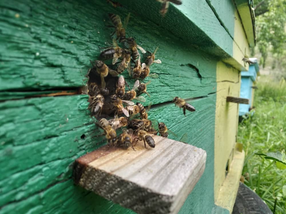Natural Honey from Kyrgyzstan