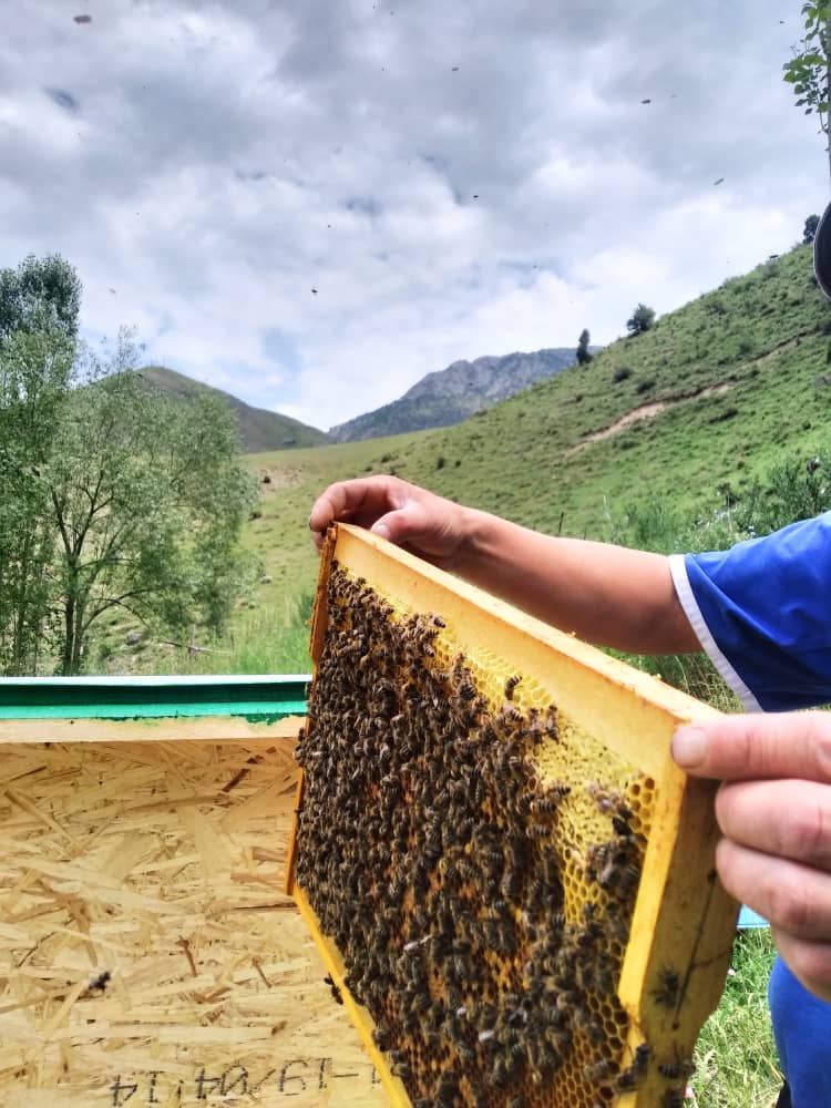 Natural Honey from Kyrgyzstan