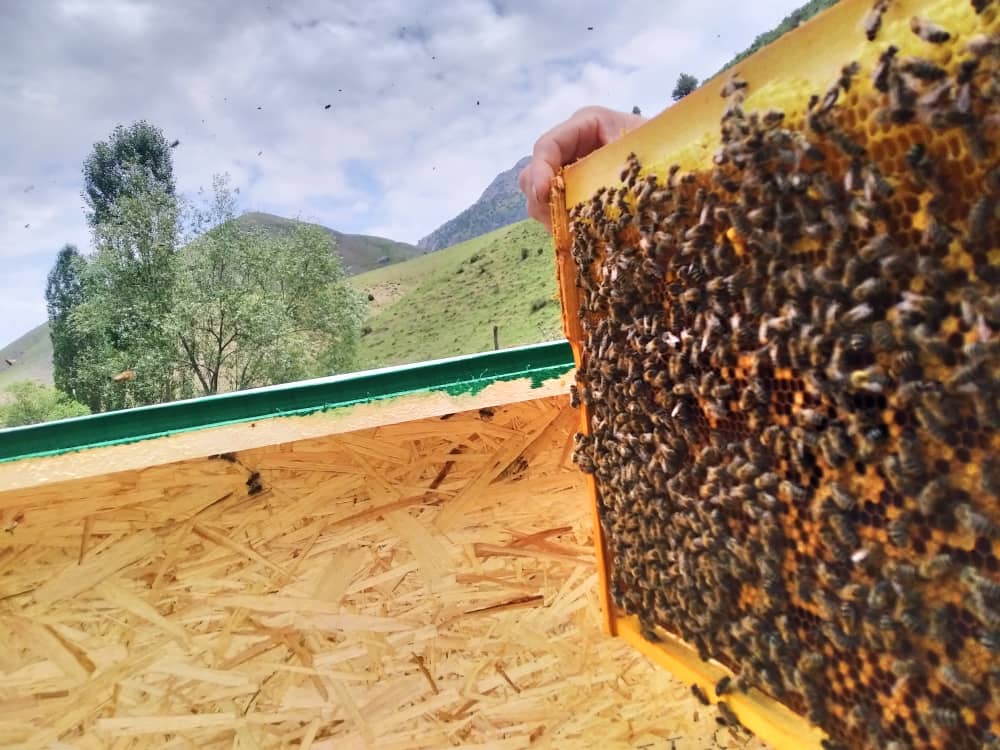 Natural Honey from Kyrgyzstan